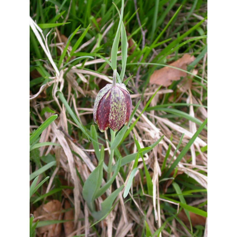 fritillaria montana hoppe ex koch