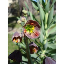 fritillaria persica l.