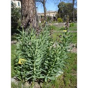 fritillaria persica l.