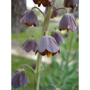 fritillaria persica l.