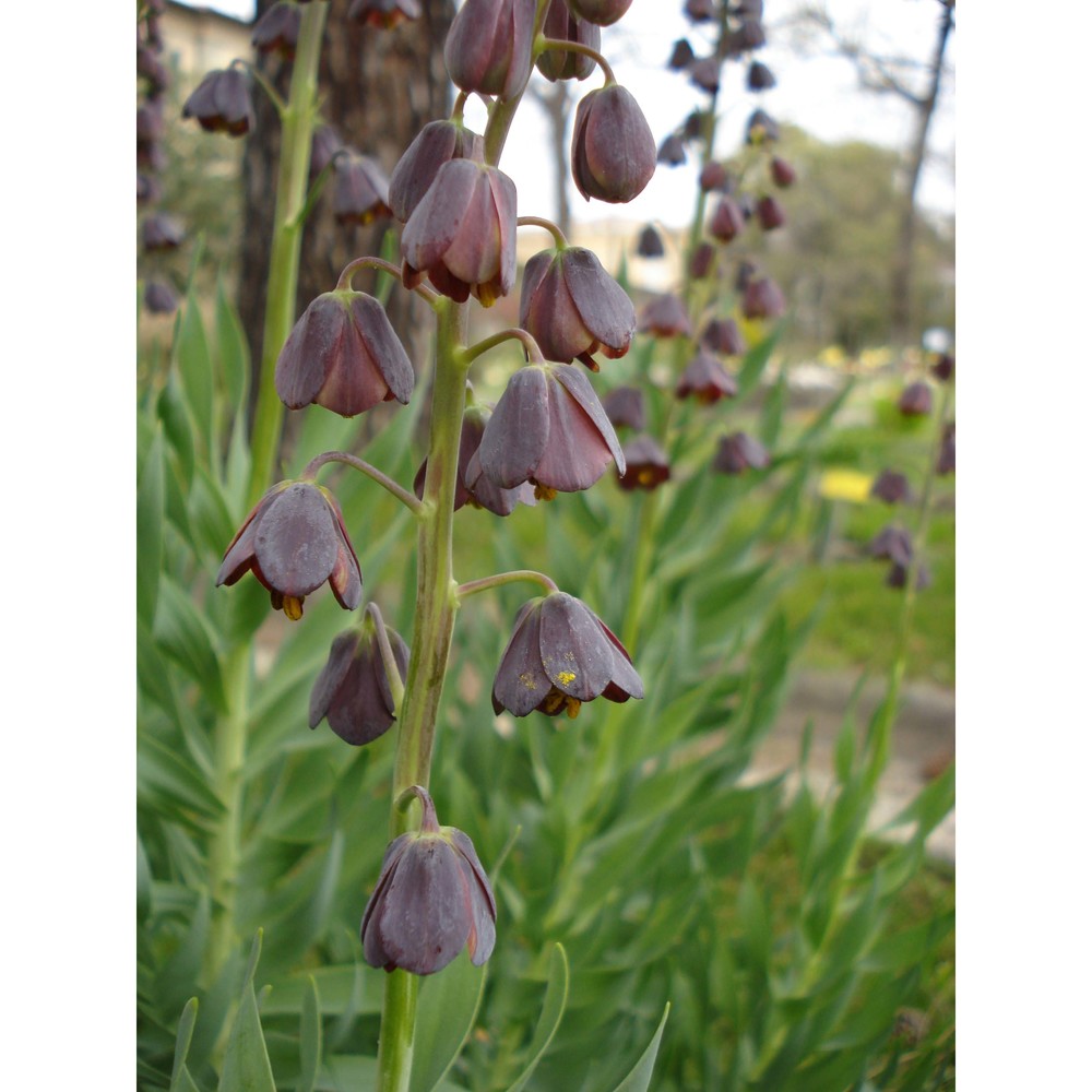 fritillaria persica l.