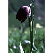 fritillaria tubiformis gren. et godr.