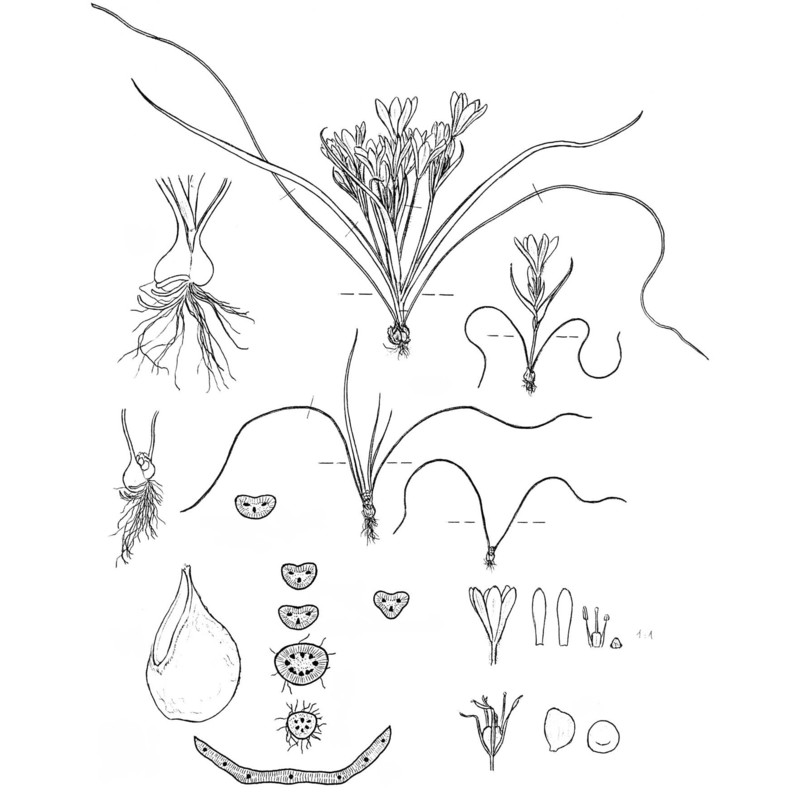 gagea bohemica (zauschn.) schult. et schult. fil.