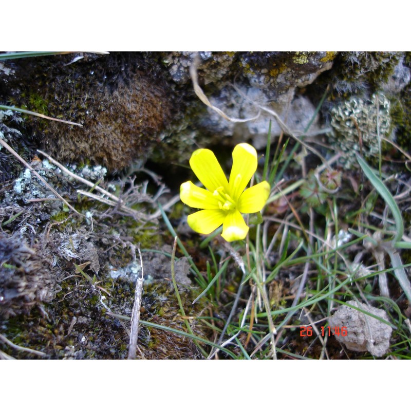 gagea bohemica (zauschn.) schult. et schult. fil.