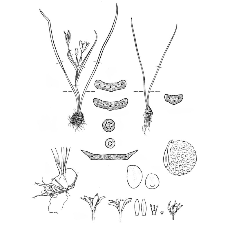 gagea foliosa (j. presl et c. presl) schult. et schult. fil.