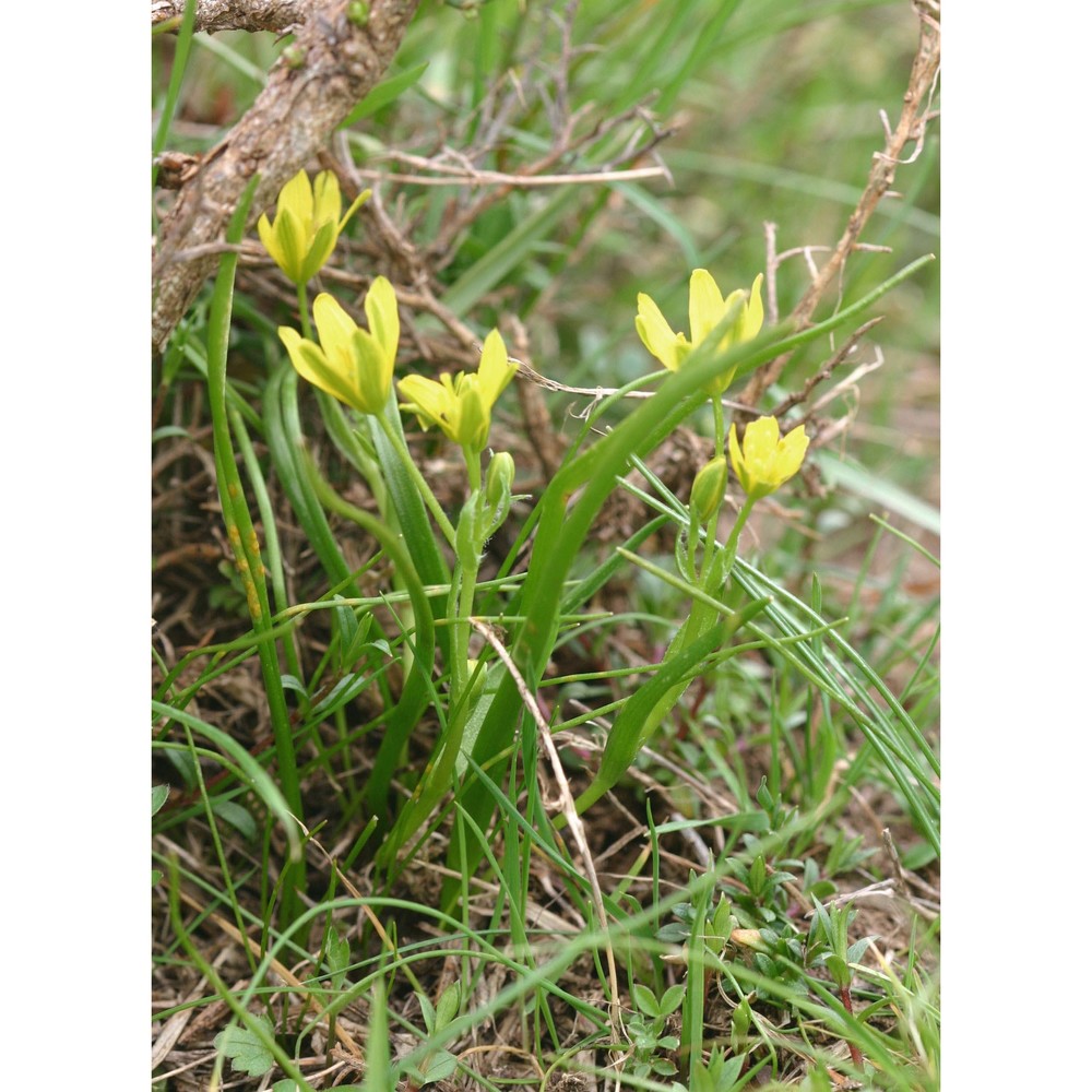 gagea foliosa (j. presl et c. presl) schult. et schult. fil.