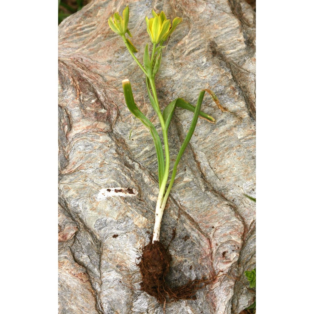 gagea foliosa (j. presl et c. presl) schult. et schult. fil.