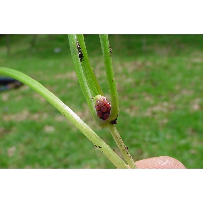 gagea fragifera (vill.) ehr. bayer et g. lópez