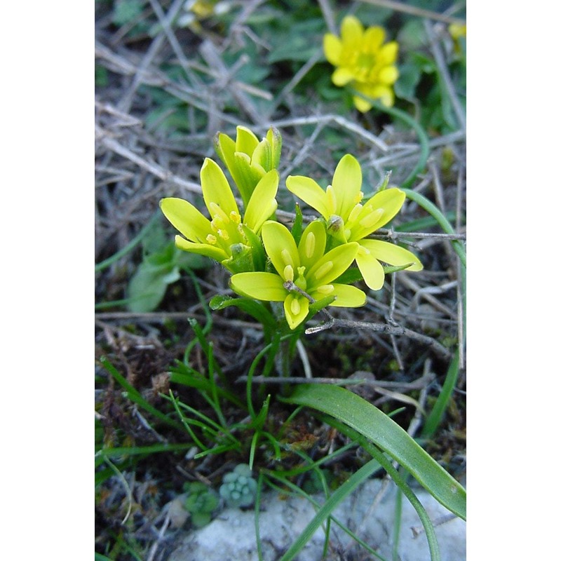 gagea luberonensis j.-m. tison