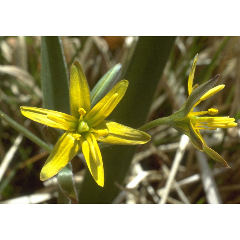 gagea lutea (l.) ker gawl.