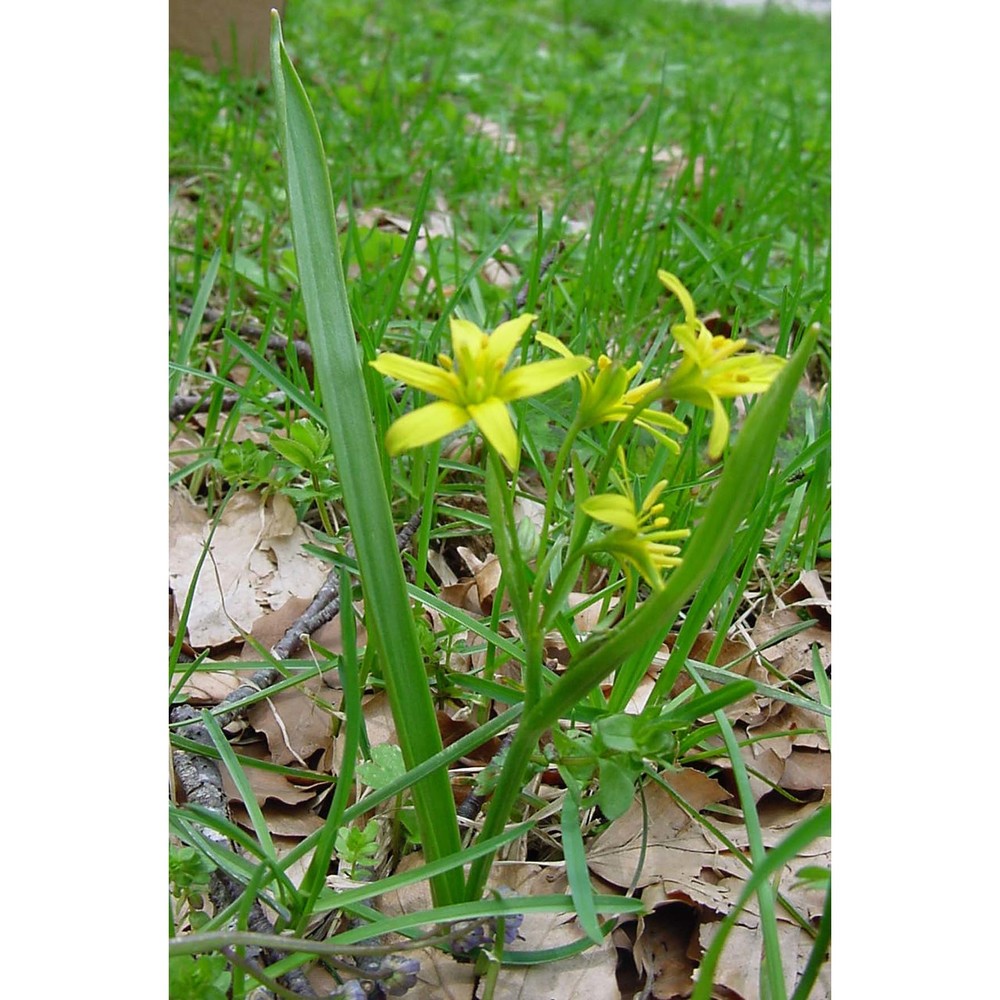 gagea lutea (l.) ker gawl.