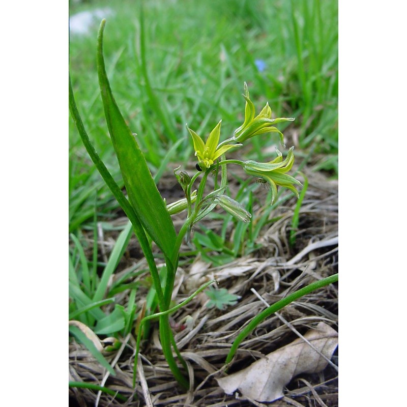 gagea minima (l.) ker gawl.