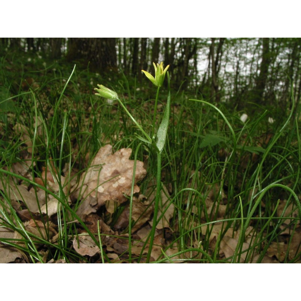 gagea spathacea (hayne) salisb.