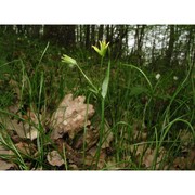 gagea spathacea (hayne) salisb.