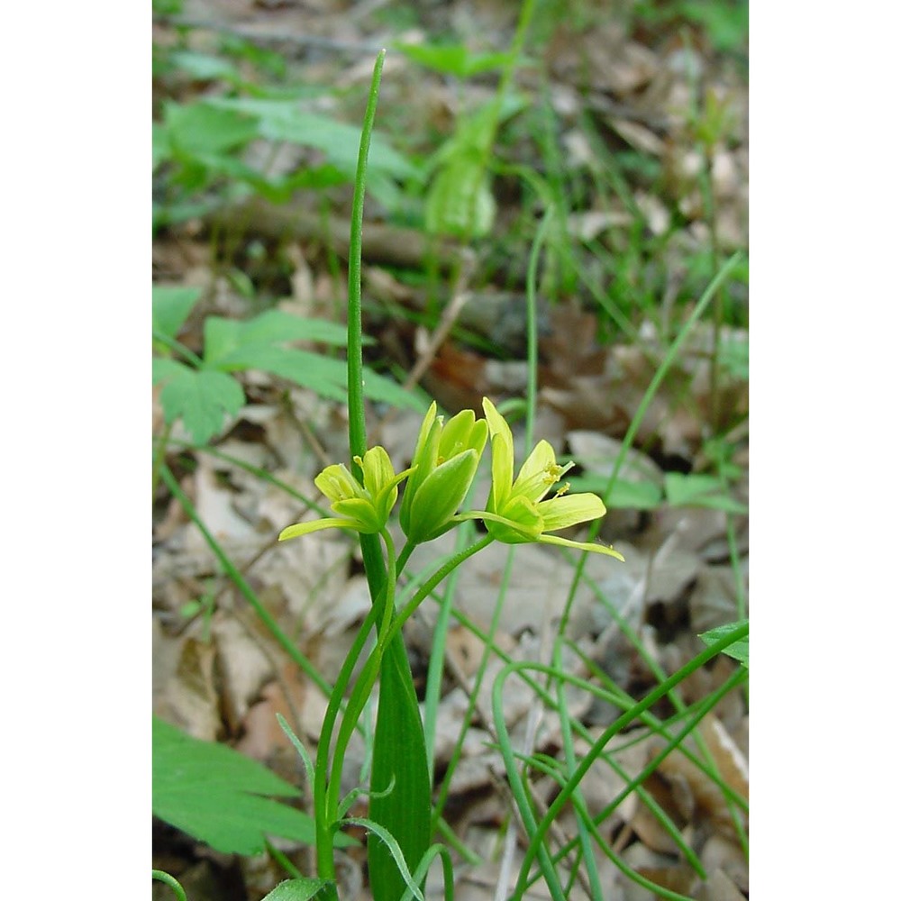 gagea spathacea (hayne) salisb.