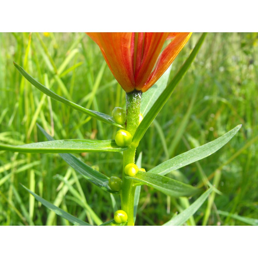 lilium bulbiferum l.