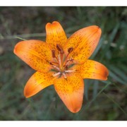 lilium bulbiferum l.