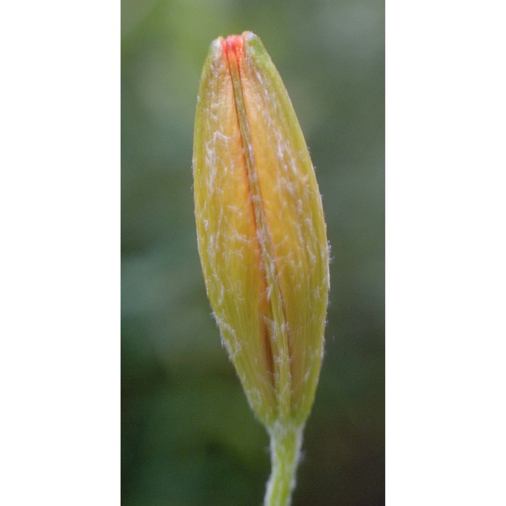 lilium bulbiferum l.