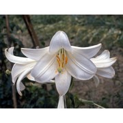 lilium candidum l.