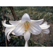 lilium candidum l.