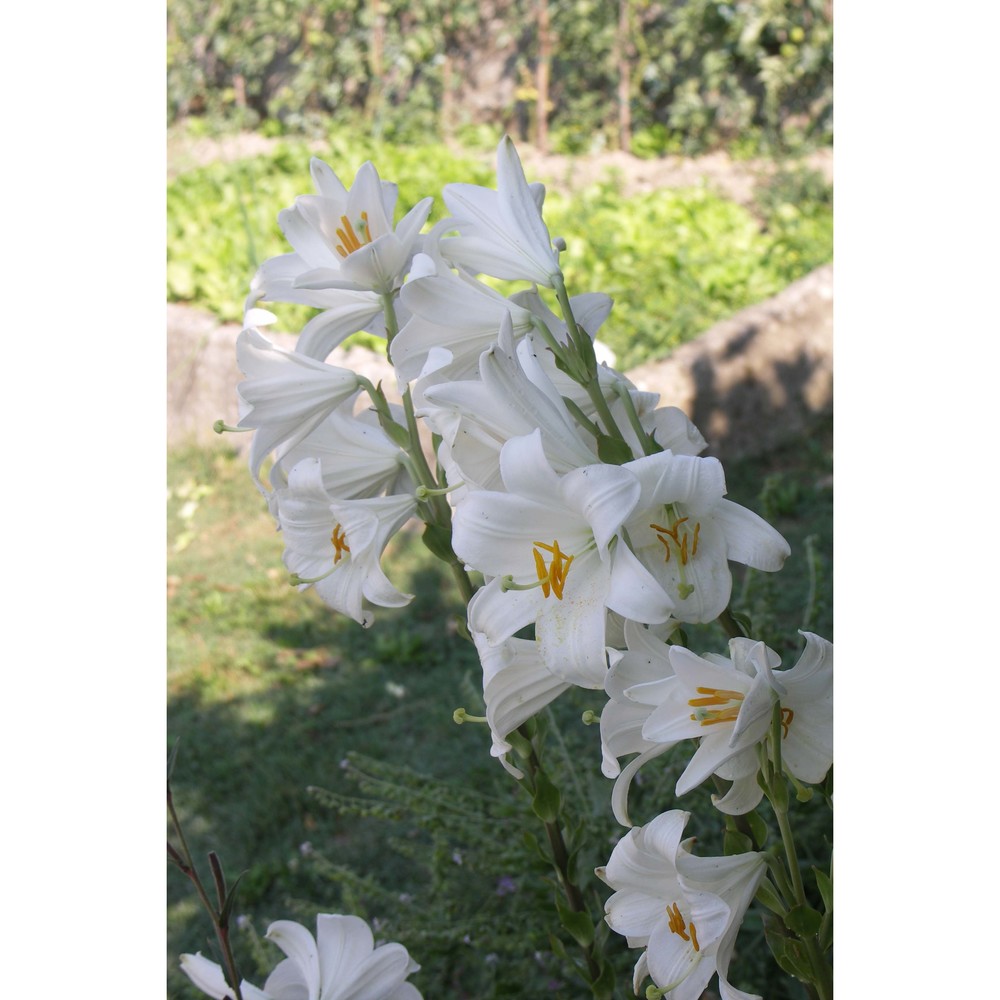 lilium candidum l.