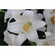 lilium candidum l.