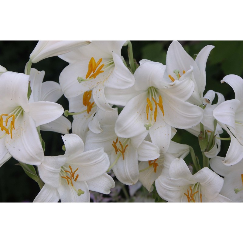 lilium candidum l.