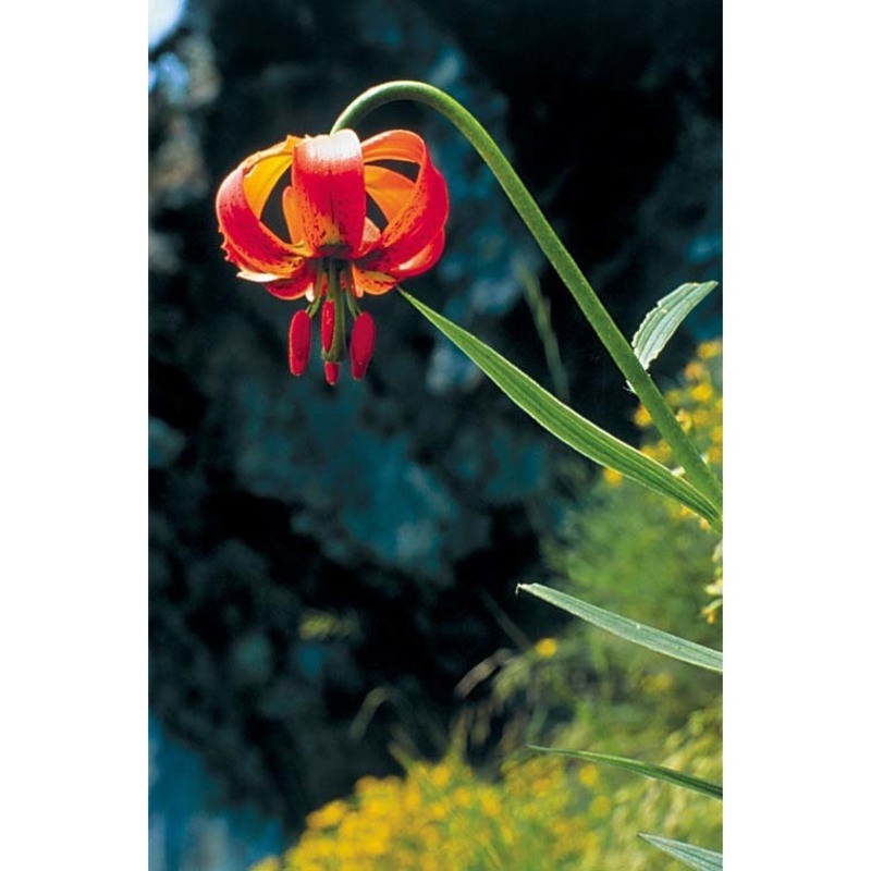 lilium carniolicum bernh. ex w. d. j. koch