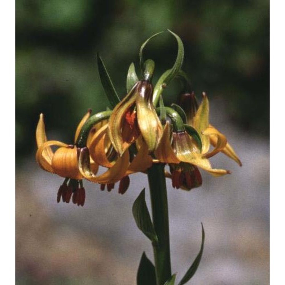 lilium carniolicum bernh. ex w. d. j. koch