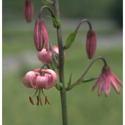 lilium martagon l.