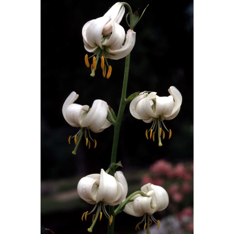 lilium martagon l.