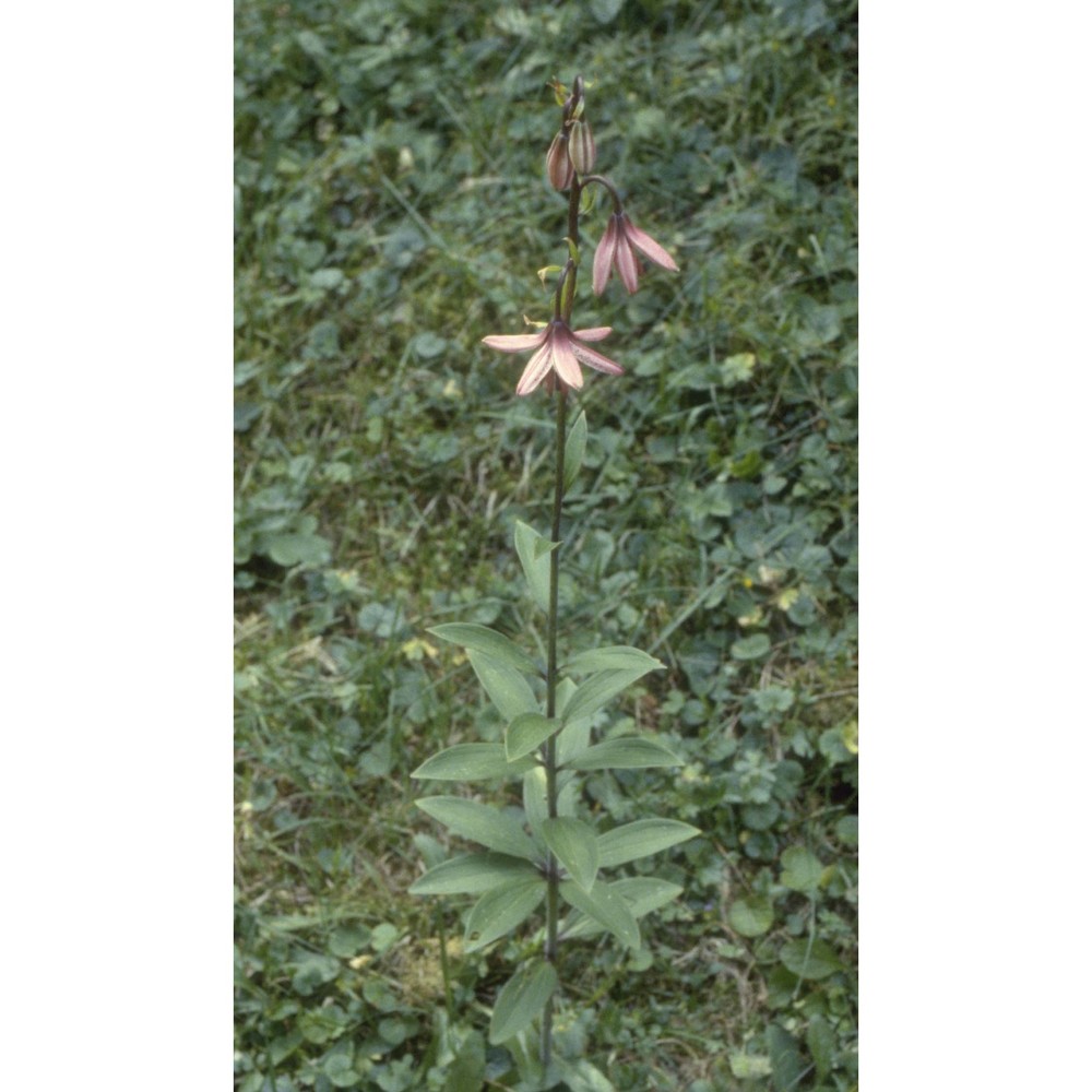 lilium martagon l.