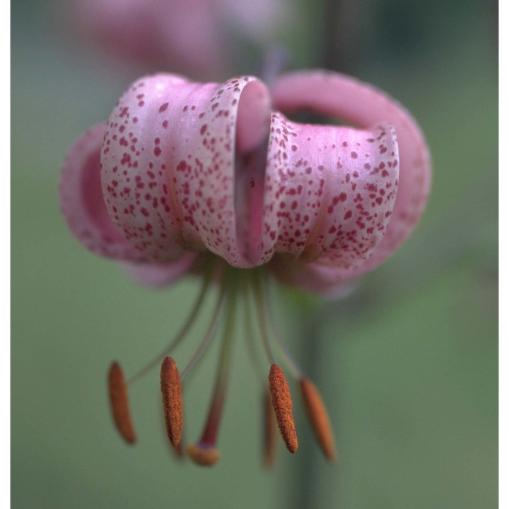 lilium martagon l.