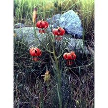 lilium pomponium l.