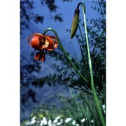 lilium pomponium l.