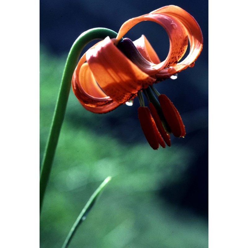 lilium pomponium l.