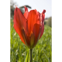 tulipa agenensis dc.