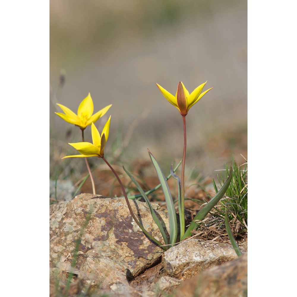 tulipa australis link