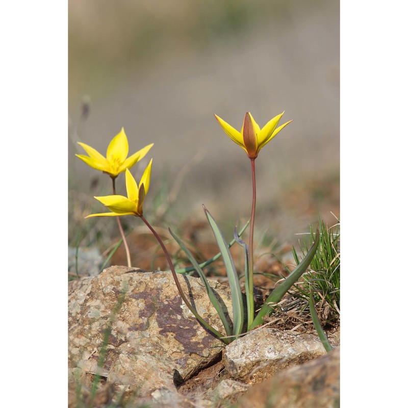 tulipa australis link