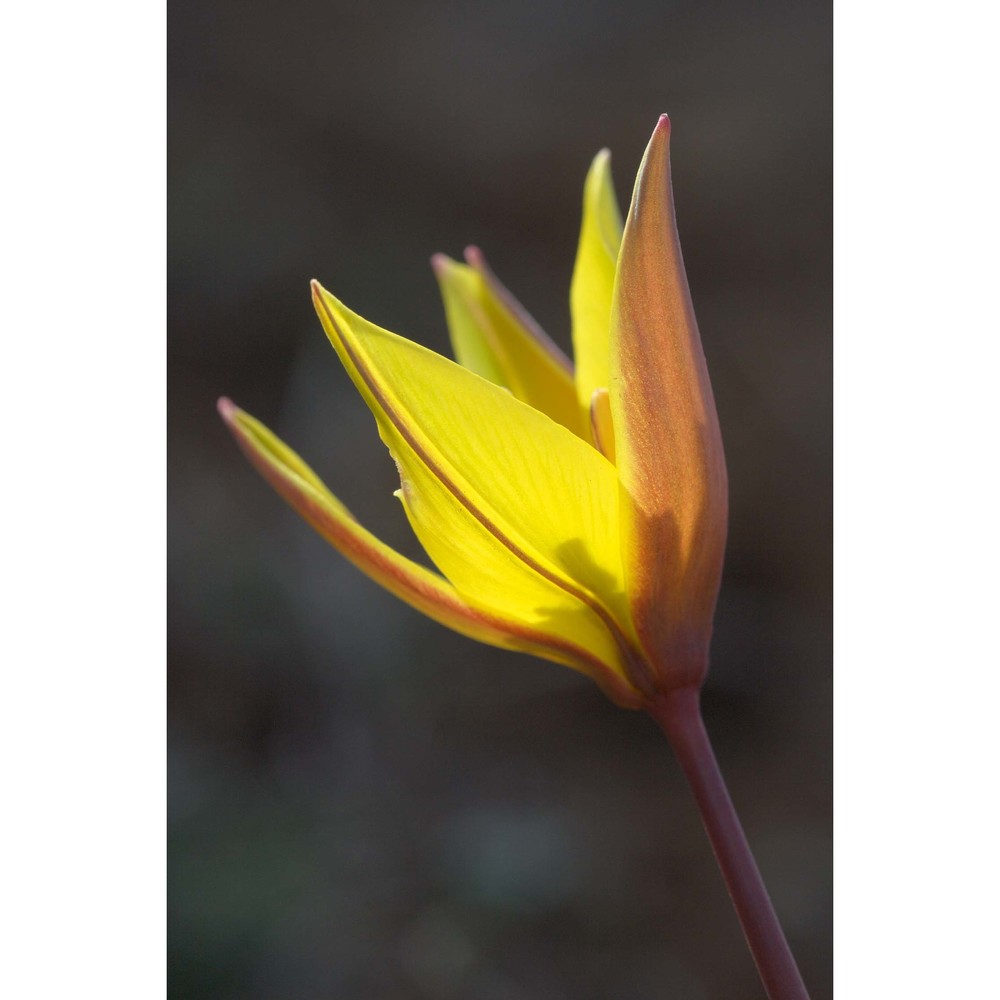 tulipa australis link