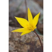 tulipa australis link