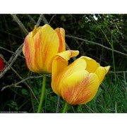 tulipa gesneriana l.