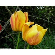 tulipa gesneriana l.