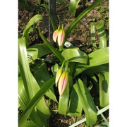 tulipa saxatilis sieber ex spreng.