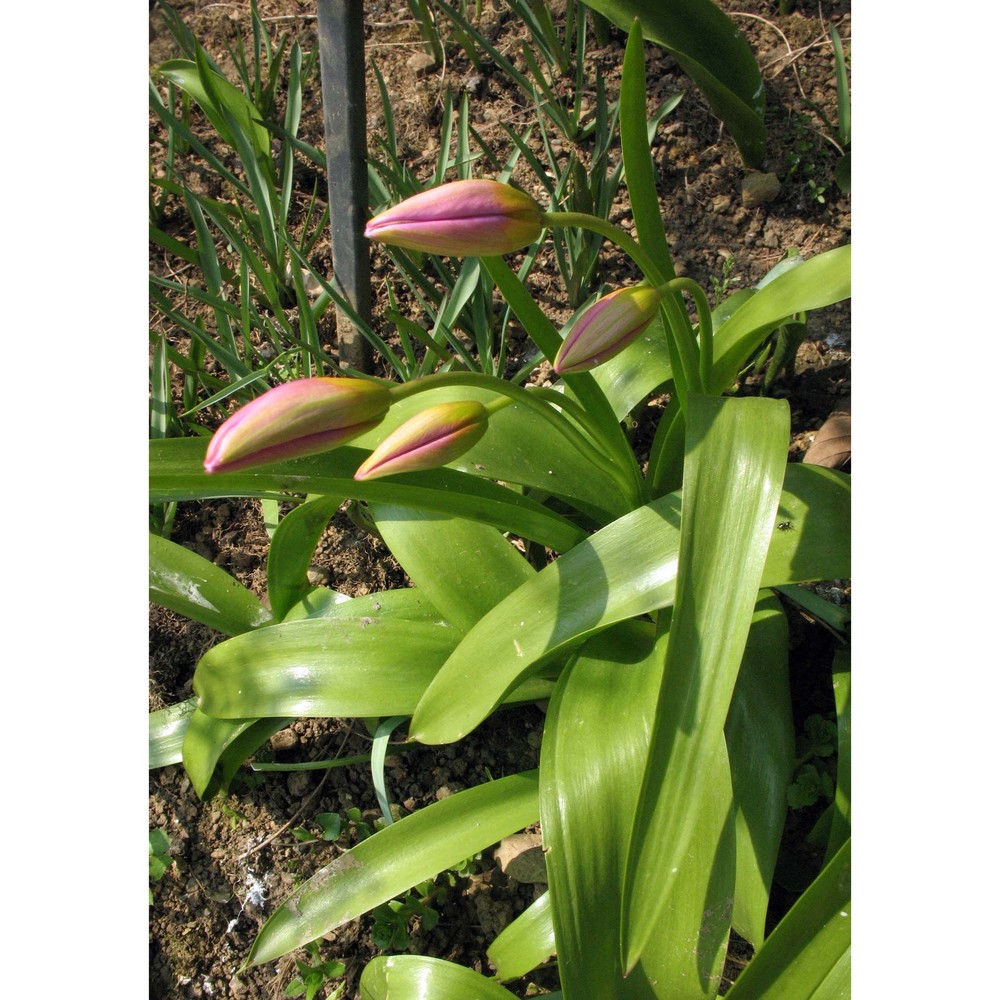 tulipa saxatilis sieber ex spreng.