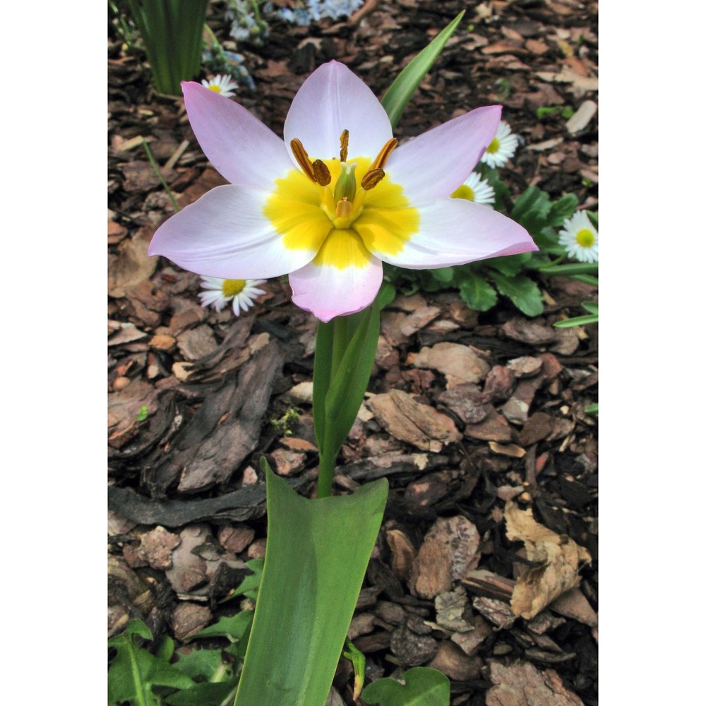 tulipa saxatilis sieber ex spreng.