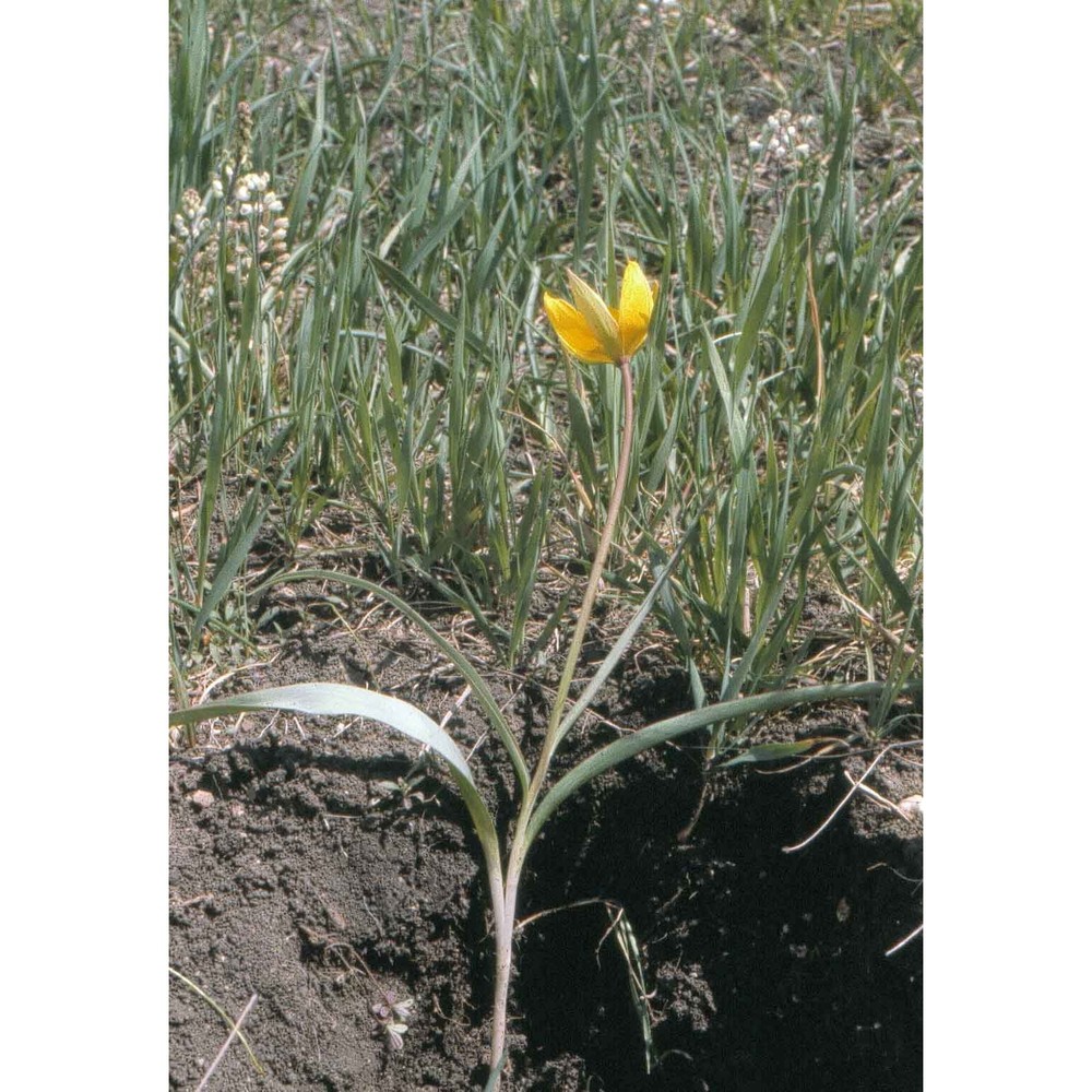 tulipa sylvestris l.