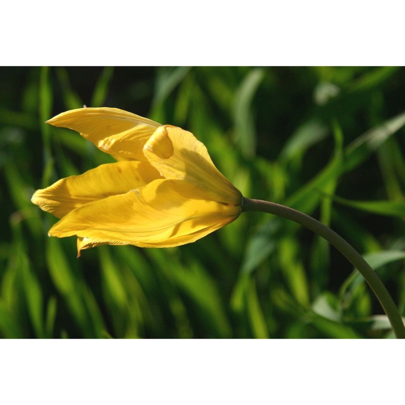 tulipa sylvestris l.