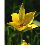 tulipa sylvestris l.