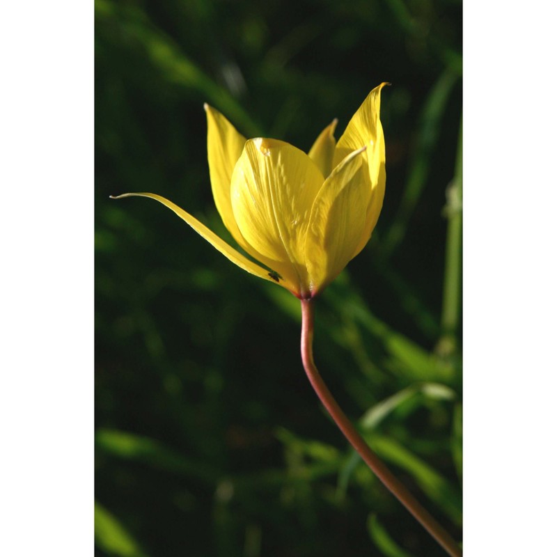 tulipa sylvestris l.